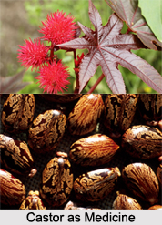 Use of Castor as Medicines, Classification of Medicine