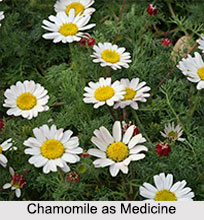 Use of Chamomile as Medicines, Classification of Medicine