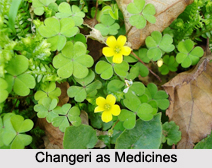 Use of Changeri as Medicines, Classification of Medicine