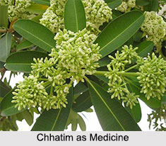 Use of Chhatim as Medicines, Classification of Medicine