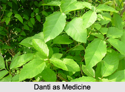 Use of Danti as Medicines, Classification of Medicine