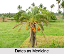 Use of Dates as Medicines, Classification of Medicine