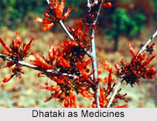 Use of Dhataki as Medicines, Classification of Medicine