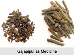 Use of Gajapipul as Medicines, Classification of Medicine