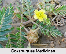 Use of Gokshura as Medicines, Classification of Medicine