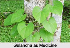Use of Gulancha as Medicines, Classification of Medicine