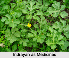 Use of Indrayan as Medicines, Classification of Medicine