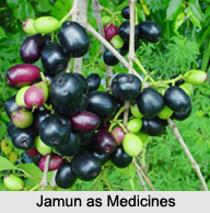 Use of Jamun as Medicines, Classification of Medicine