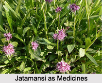 Use of Jatamansi as Medicines, Classification of Medicine