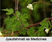 Use of Jyautishmati as Medicines, Classification of Medicine