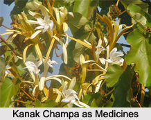Use of Kanak Champa as Medicines, Classification of Medicine