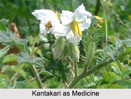 Use of Kantakari as Medicines, Classification of Medicine