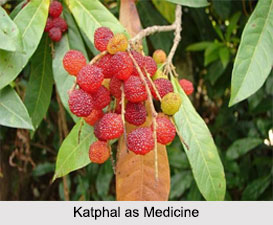 Use of Katphal as Medicines, Classification of Medicine
