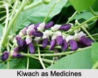 Use of Kiwach as Medicines, Classification of Medicine