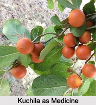 Use of Kuchila as Medicines, Classification of Medicine