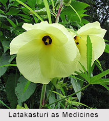 Use of Latakasturi as Medicines, Classification of Medicine