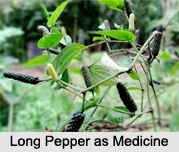 Use of Long Pepper as Medicines, Classification of Medicine