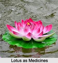 Use of Lotus as Medicines, Classification of Medicine