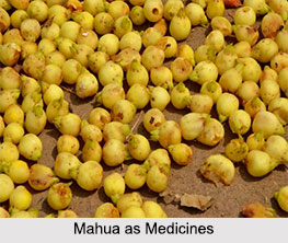 Use of Mahua as Medicines, Classification of Medicine