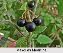 Use of Makoi as Medicines, Classification of Medicine