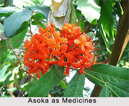 Use of Asoka as Medicines, Classification of Medicine