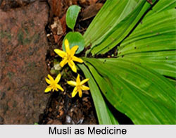 Use of Musli as Medicines, Classification of Medicine