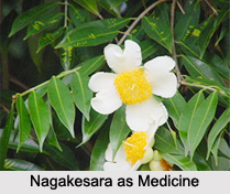 Use of Nagakesara as Medicines, Classification of Medicine