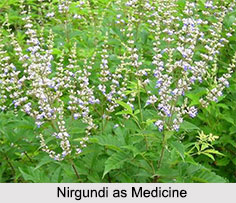 Use of Nirgundi as Medicines, Classification of Medicine