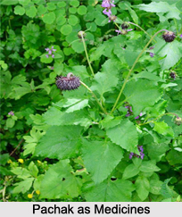 Use of Pachak as Medicines, Classification of Medicine