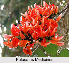Use of Palasa as Medicines, Classification of Medicine