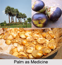 Use of Palm as Medicines, Classification of Medicine