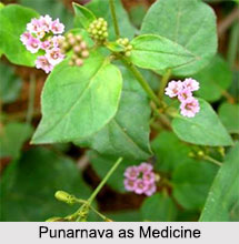 Use of Punarnava as Medicines, Classification of Medicine