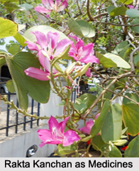 Use of Rakta Kanchan as Medicines, Classification of Medicine