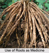 Use of Roots as Medicine