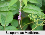 Use of Salaparni as Medicines, Classification of Medicine