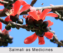 Use of Salmali as Medicines, Classification of Medicine