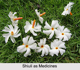 Use of Shiuli as Medicines, Classification of Medicine