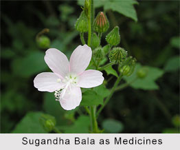 Use of Sugandha Bala as Medicines, Classification of Medicine