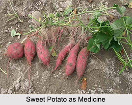 Use of Sweet Potato as Medicines, Classification of Medicine