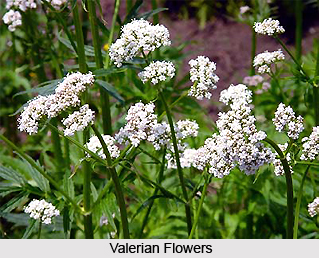 Valerian, Indian Herb