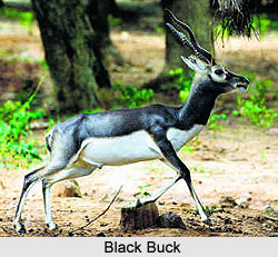 Vallanadu Black Buck Sanctuary, Tamil Nadu