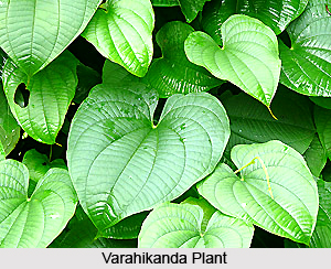 Varahikanda, Indian Medicinal Plant
