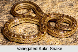 Variegated Kukri  Snake