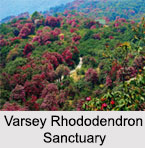 Varsey Rhododendron Sanctuary, Sikkim