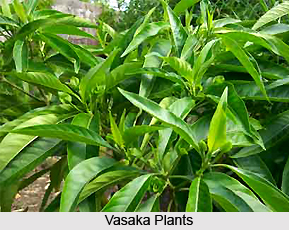 Vasaka, Indian Herb