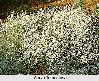 Vegetation in Indian Semi-Deserts and Deserts