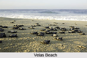 Velas Beach, Maharashtra
