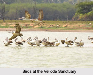 Vellode Bird Sanctuary