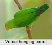 Vernal Hanging Parrot, Indian Bird