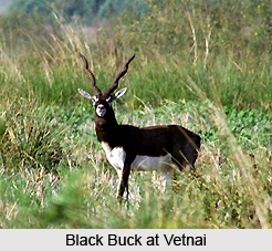 Vetnai, Ganjam District, Orissa
